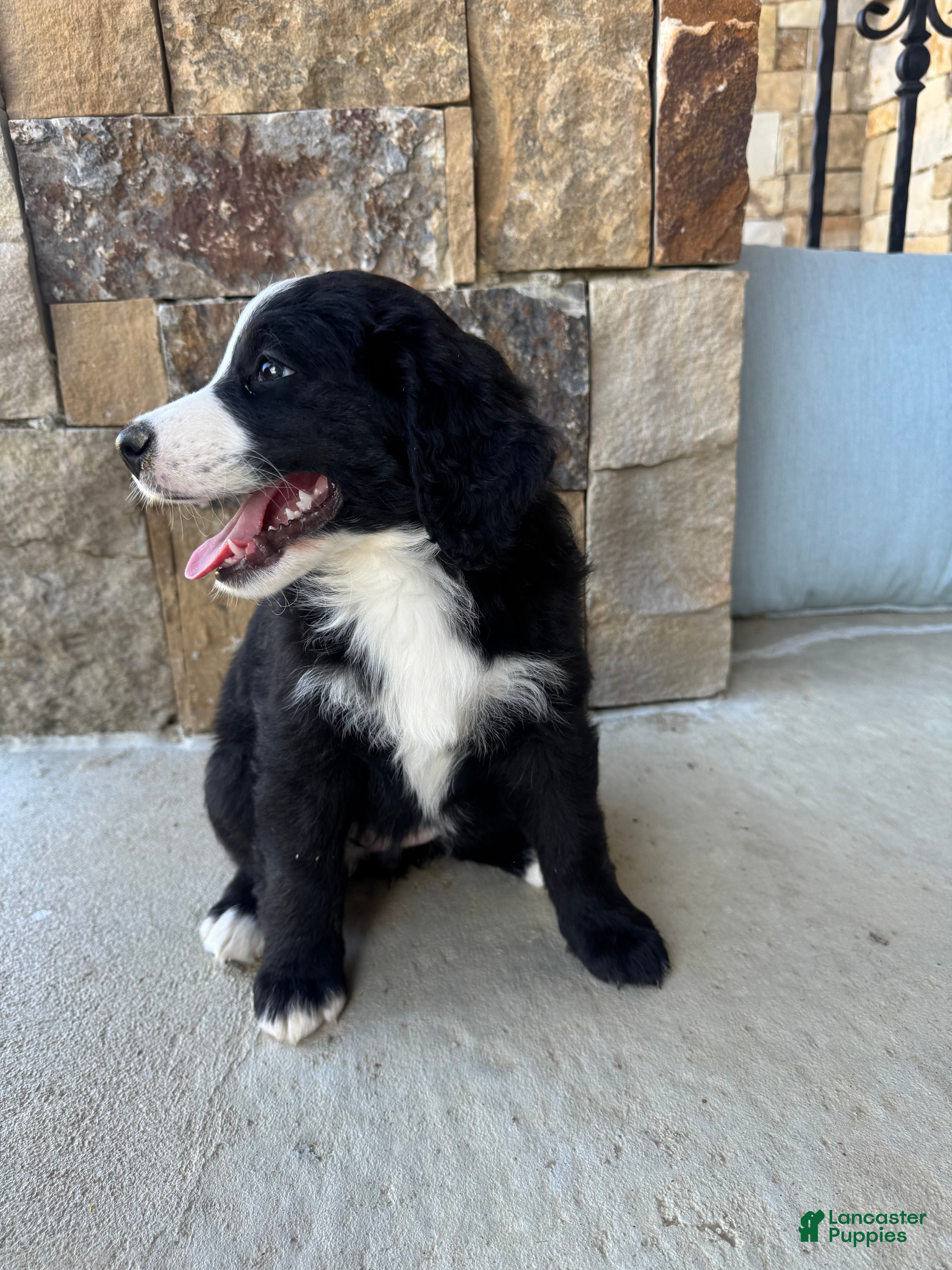 Mixed Breed dogs Piper - Ad 2