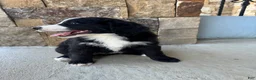 Mixed Breed dogs for sale: Piper - Ad 2