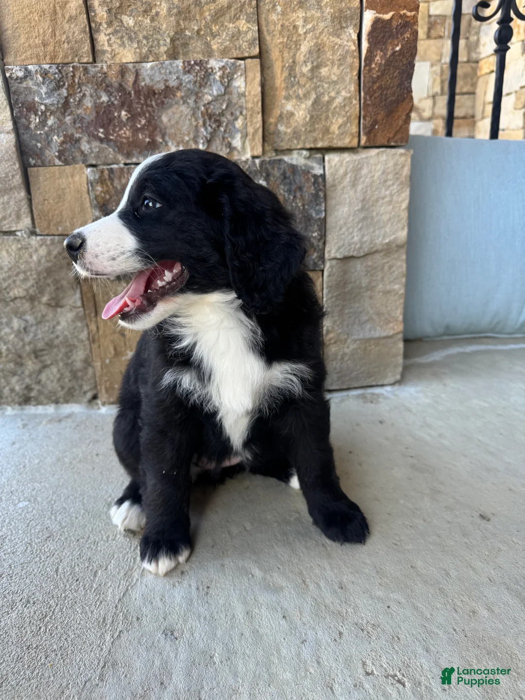 Mixed Breed dogs for sale: Piper - Ad 2