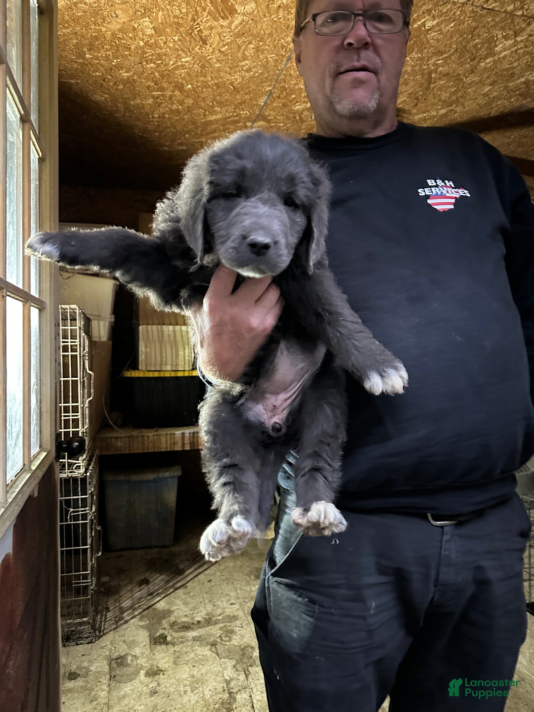 Newfoundland dogs for sale: Daisy - Ad 2