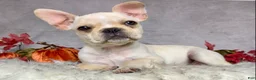 Frenchton dogs for sale: Mr. Oliver  - Ad 3