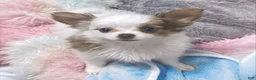 Chihuahua dogs for sale: Glamour - Female White and Chocolate Long Haired Chihuahua Puppy - Ad 3