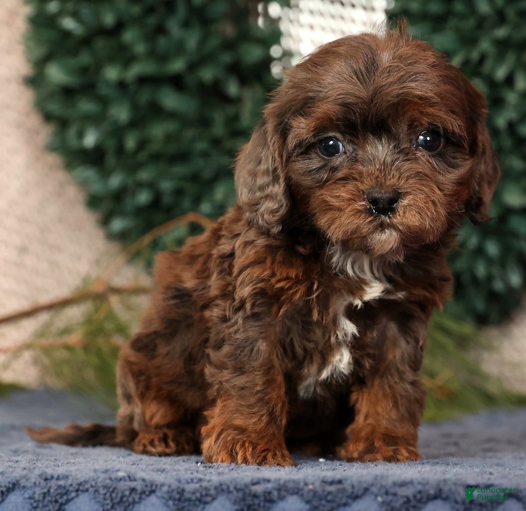 Cavapoo dogs for sale: Lincoln - Ad 3