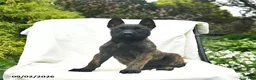 Mixed Breed dogs for sale: Misty  - Ad 3
