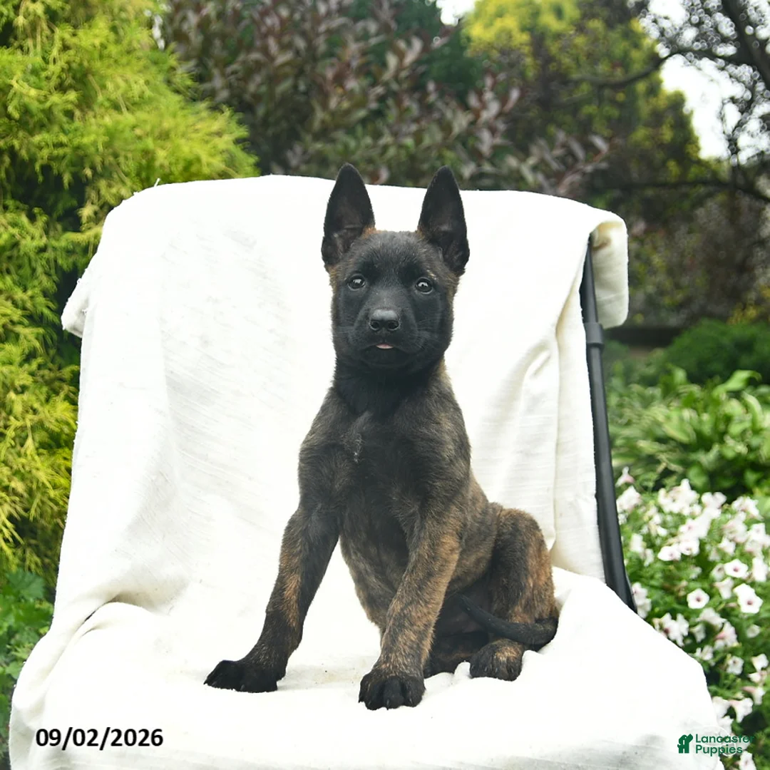 Mixed Breed dogs for sale: Misty  - Ad 3