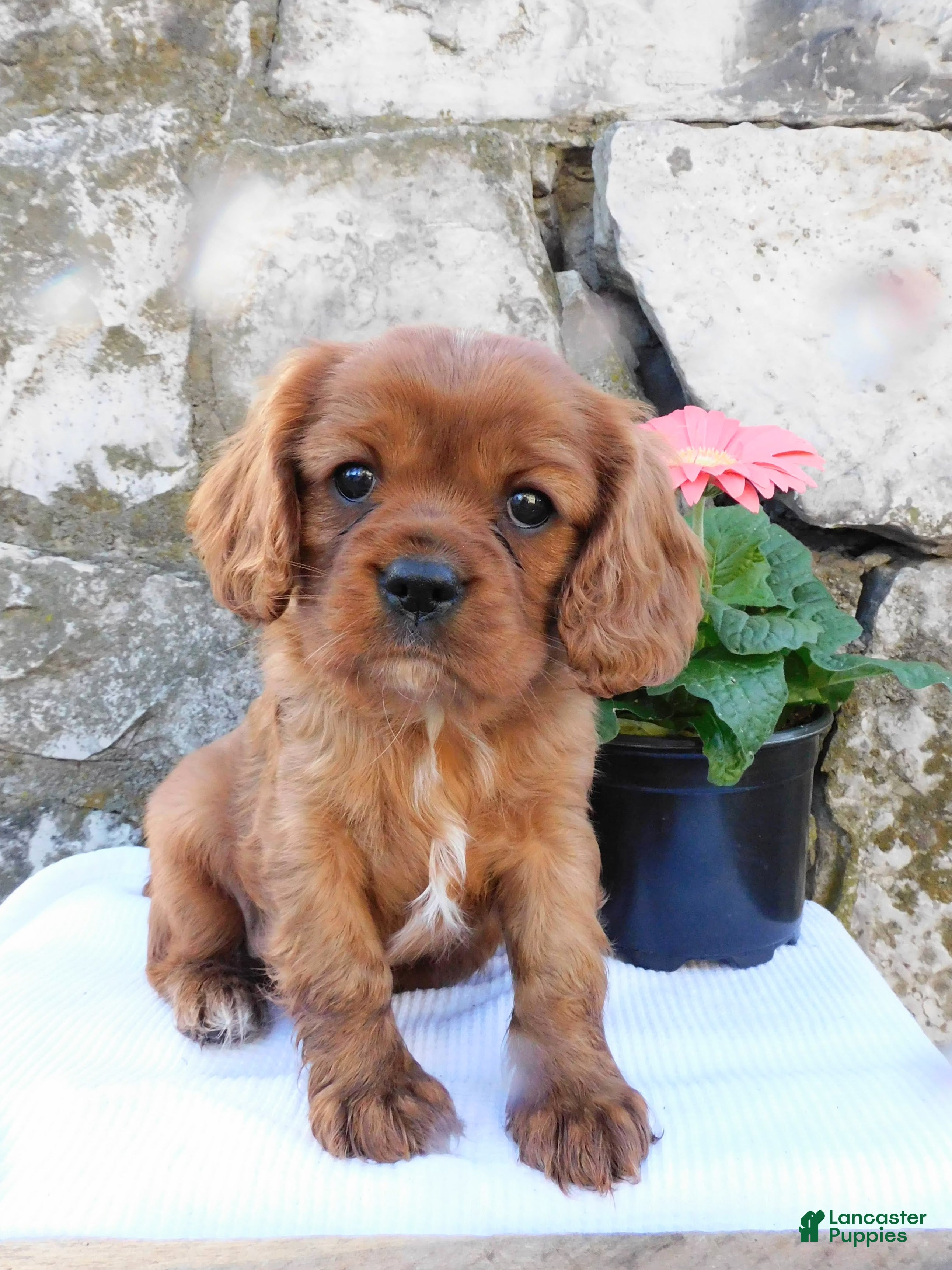 Cavalier King Charles Spaniel dogs Dozer - Ad 1