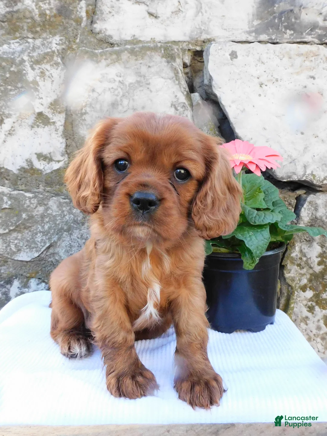 Cavalier King Charles Spaniel dogs for sale: Dozer - Ad 1
