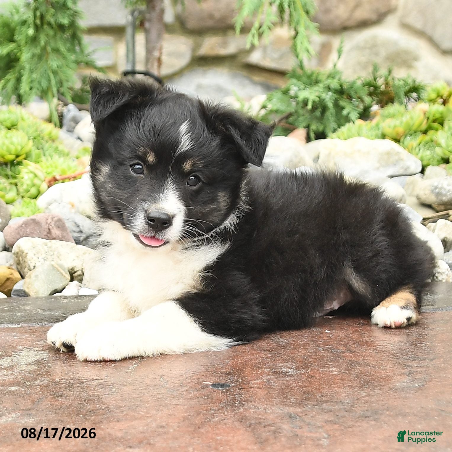 Mini Aussiedoodle dogs Jett - Ad 2