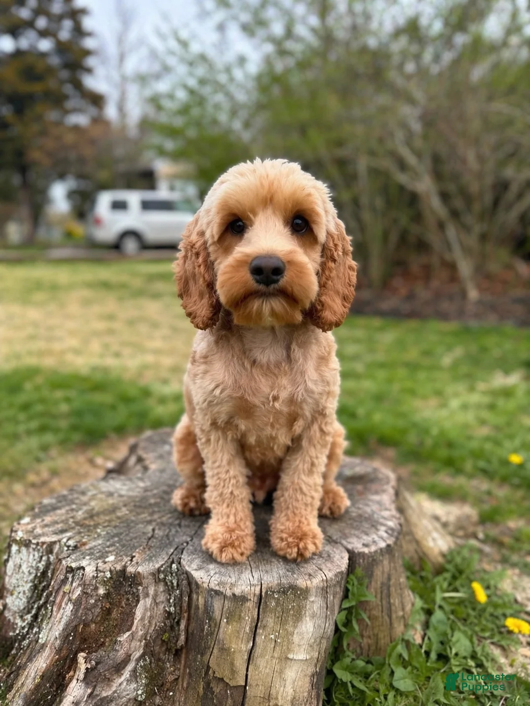 Cockapoo dogs for sale: Nox - Ad 5