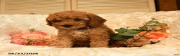Mini Goldendoodle dogs for sale: Ginger - Ad 5