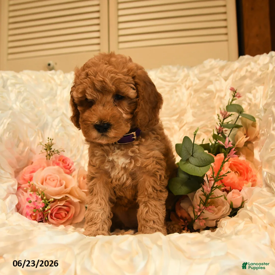 Mini Goldendoodle dogs for sale: Ginger - Ad 5