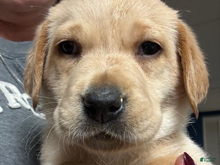 Labrador Retriever dogs White collar female - Ad 21