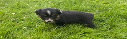 Miniature Australian Shepherd dogs for sale: #11 Black Tri Male - Ad 3