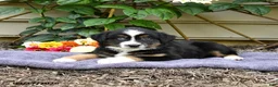 Miniature Australian Shepherd dogs for sale: Zoey - Ad 4