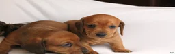Dachshund dogs for sale: Sugar - Ad 11