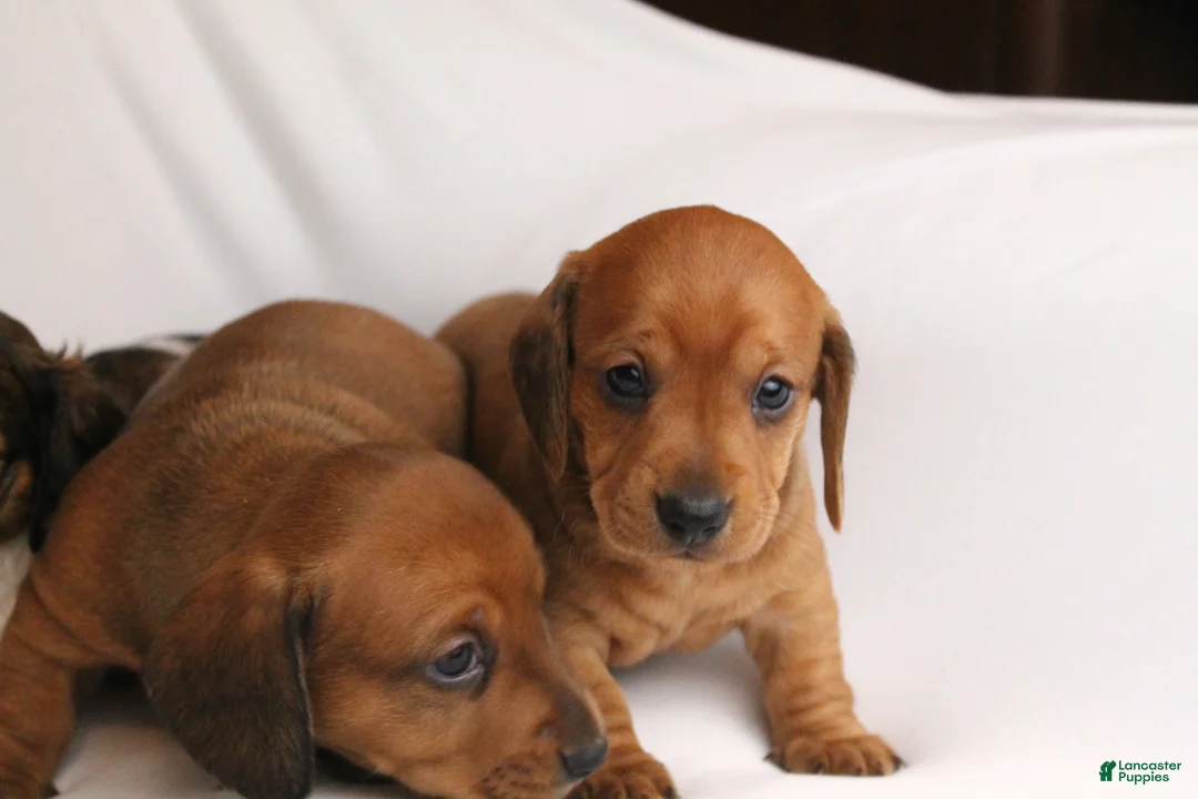 Dachshund dogs for sale: Sugar - Ad 11
