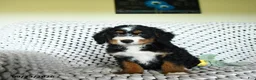 Mini Bernedoodle dogs for sale: Grayson - Ad 2
