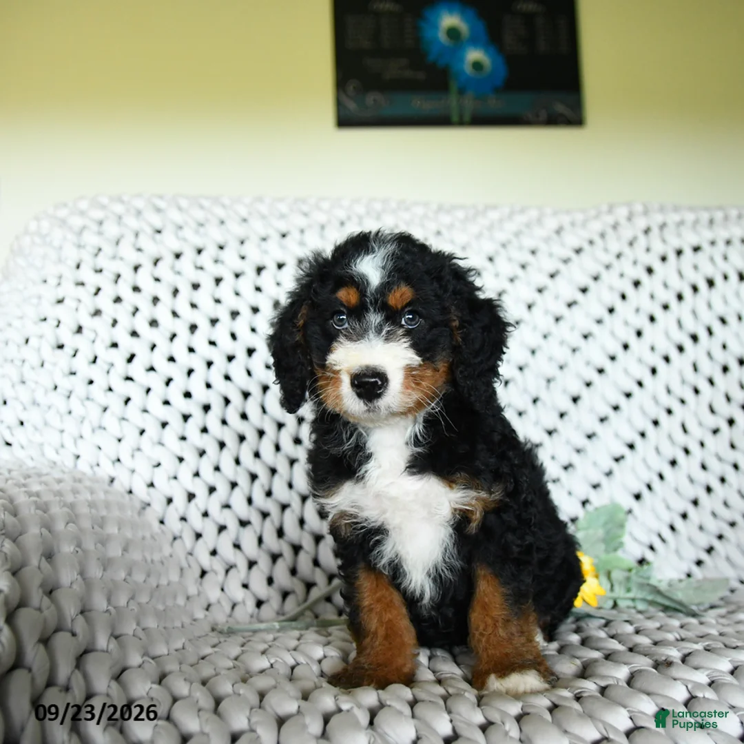 Mini Bernedoodle dogs for sale: Grayson - Ad 2