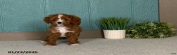 Cavapoo dogs for sale: Barbie - Ad 2