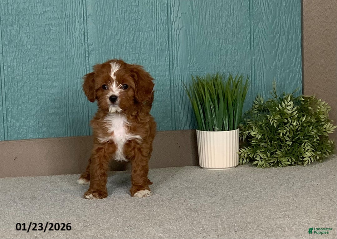 Cavapoo dogs for sale: Barbie - Ad 2