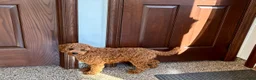 Cavapoo dogs for sale: Charlie - Ad 7