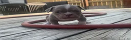 American Bully dogs for sale: Katana  - Ad 3