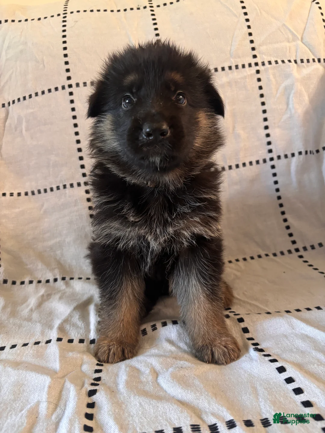 German Shepherd dogs for sale: Tank (Gray Collar) - Ad 2