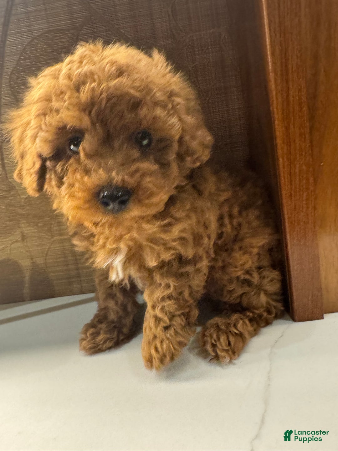 Toy Poodle dogs for sale: Banana - Ad 5