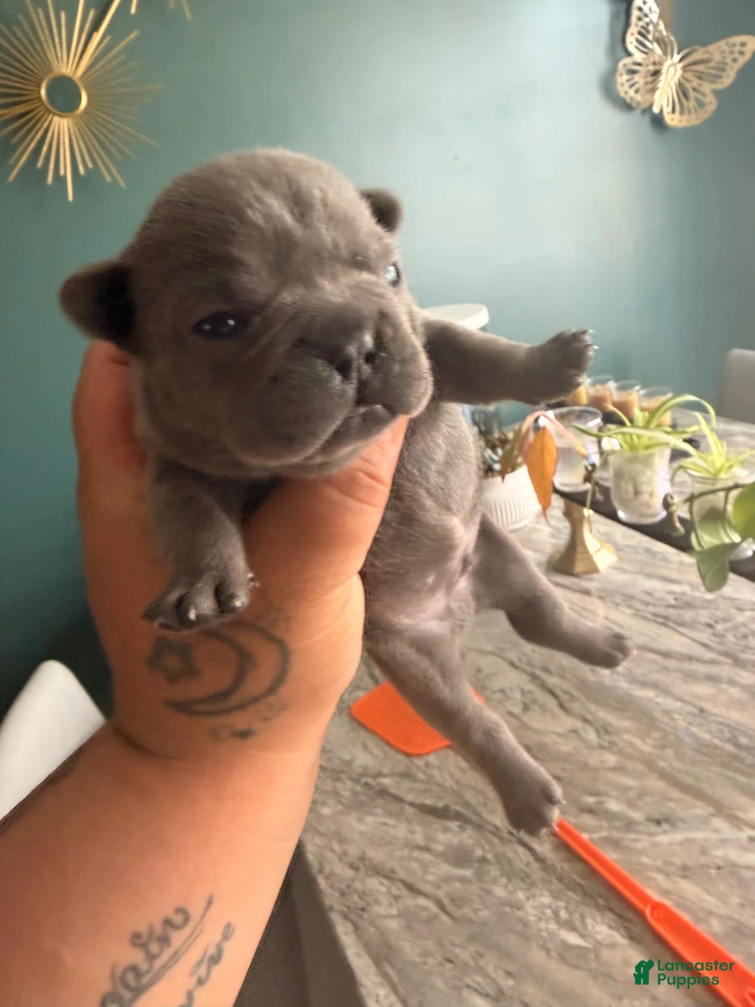 French Bulldog dogs for sale: French Bulldog Puppy 3 - Ad 1