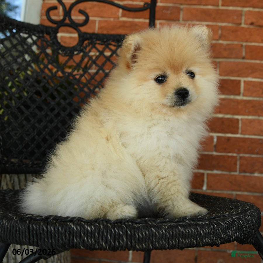 Pomeranian dogs Oliver - Ad 2