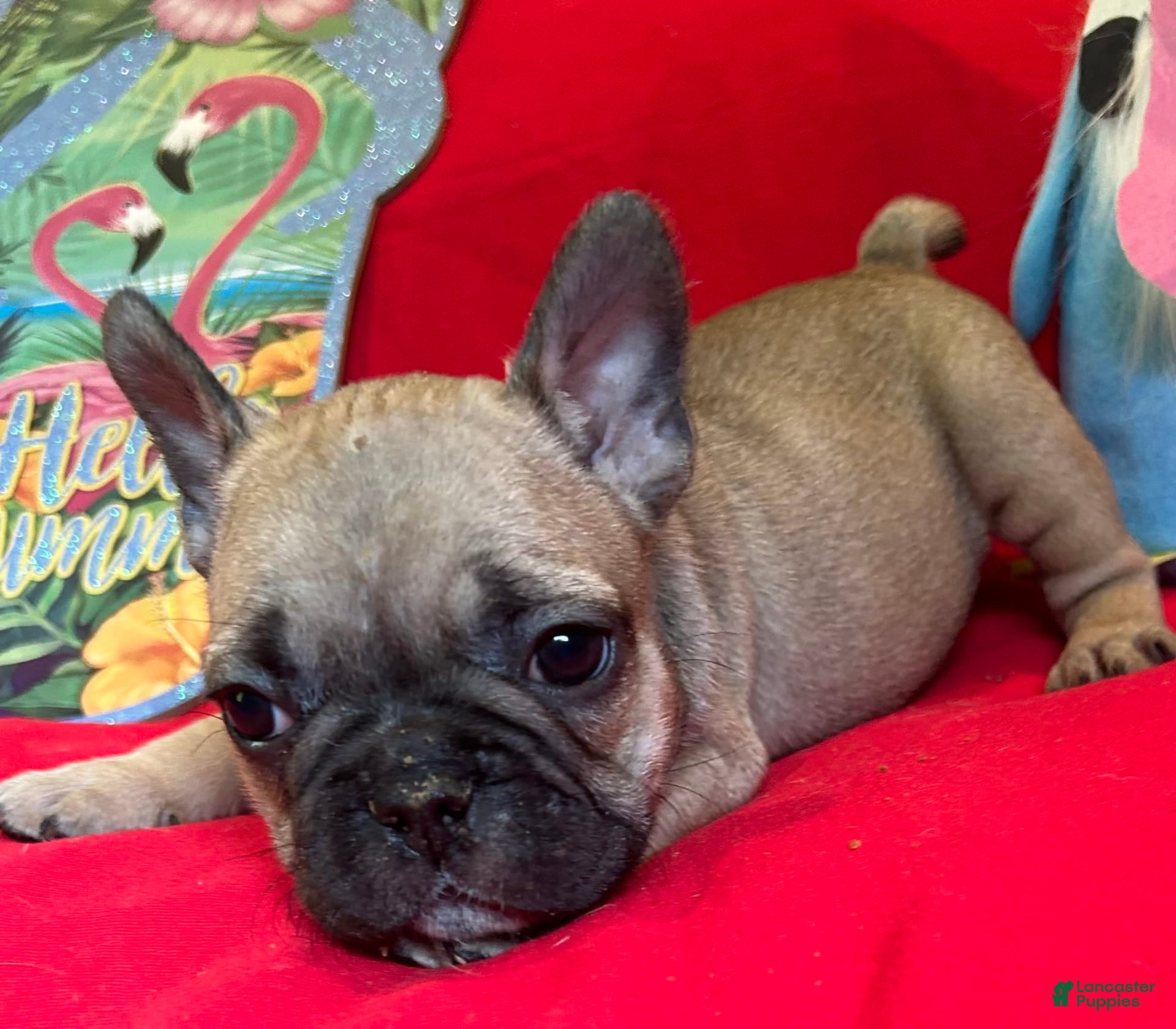 English Cocker Golden Cocker Spaniel Dog 7+ Hundred Golden Working