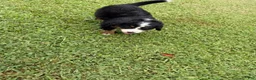 Bernese Mountain Dog dogs for sale: Bernese Mountain Dog 1 - Ad 28
