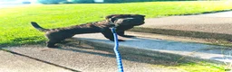 Shar Pei dogs for sale: Shar Pei 1 - Ad 9