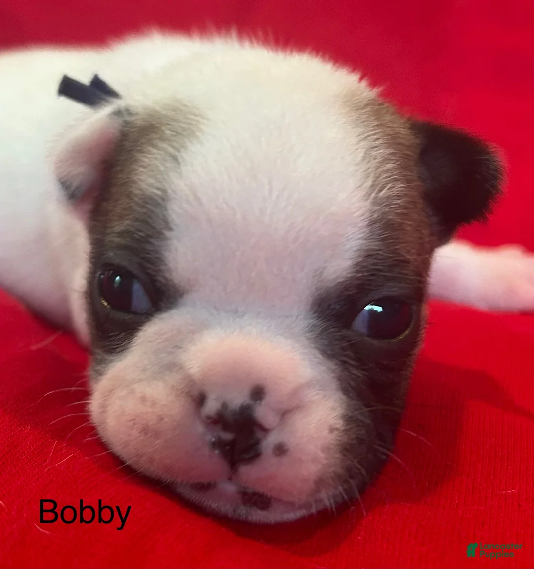 French Bulldog dogs for sale: Bobby - Ad 1