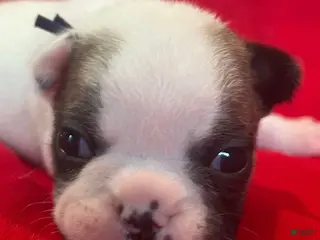 French Bulldog dogs Bobby - Ad 32