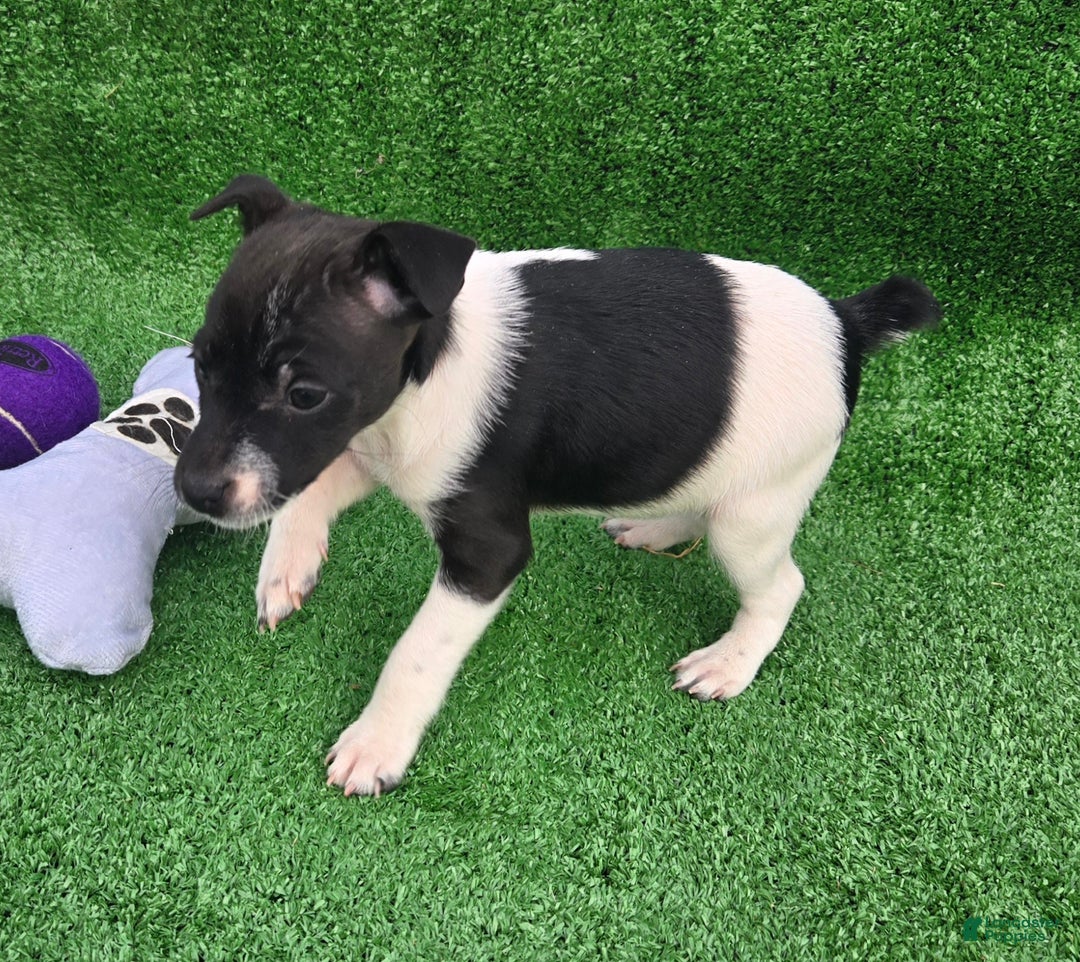 Jack Russell Terrier dogs for sale: Jack Russell Terrier Puppy 3 - Ad 7