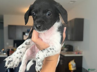 Jackapoo dogs - Ad 20