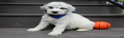 Sheepadoodle dogs for sale: Milo-MEDIUM - Ad 5