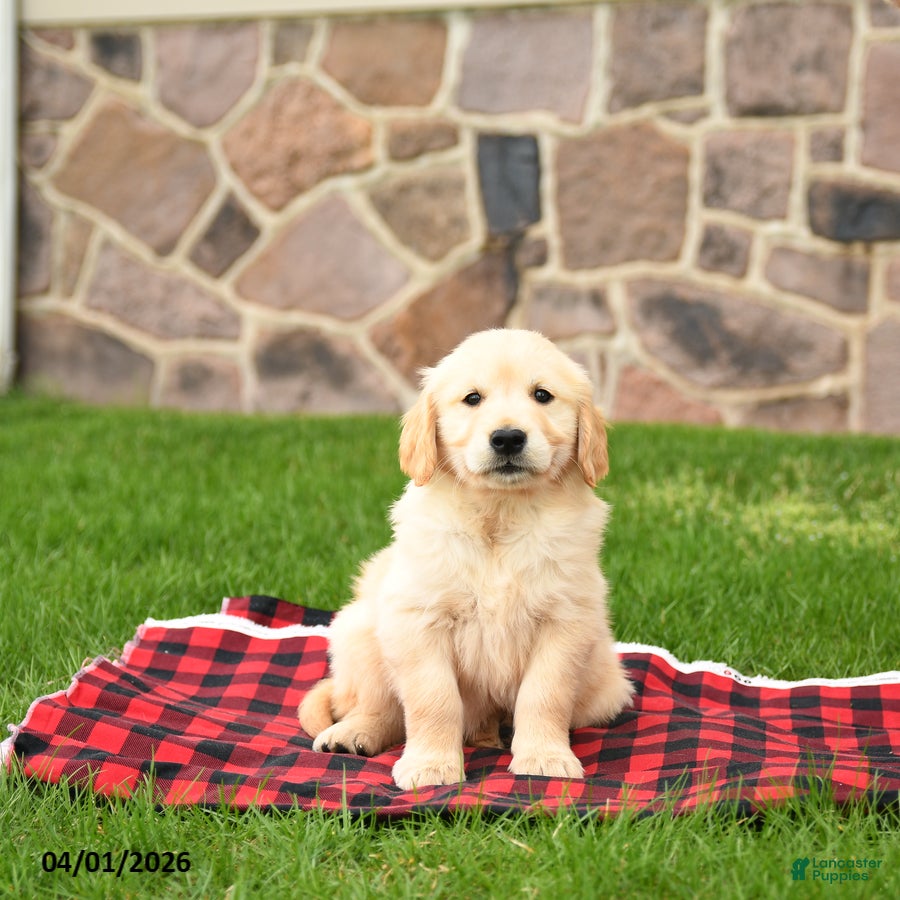 Golden Retriever dogs Riley - Ad 2