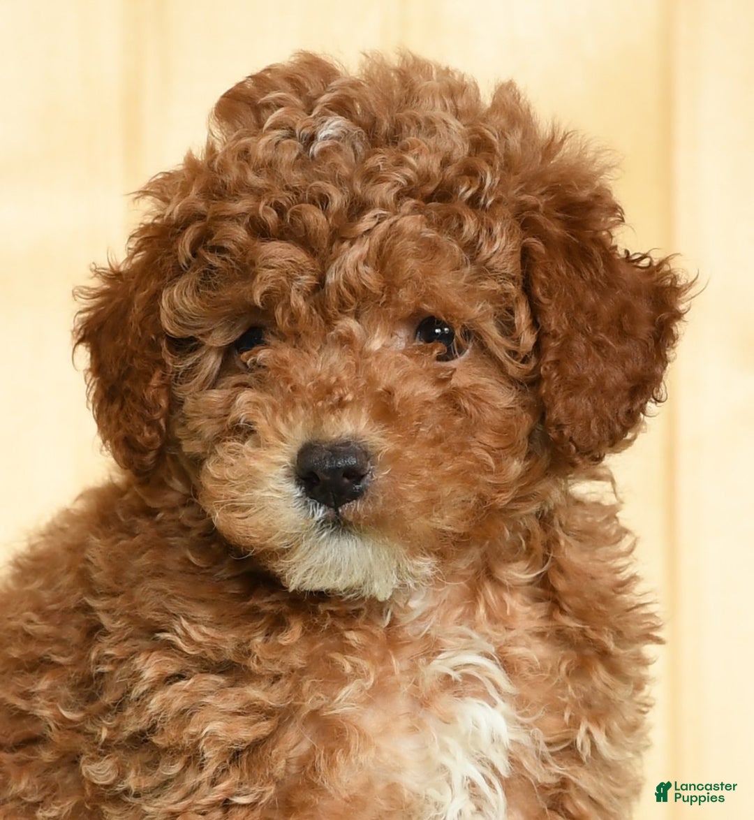 Toy Poodle dogs for sale: Buddy - Ad 11