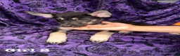 Mixed Breed dogs for sale: Girl 2 - Ad 2