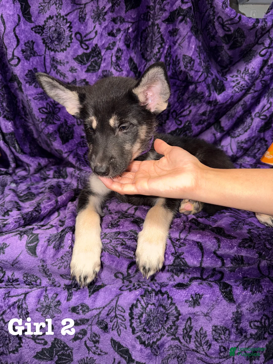Mixed Breed dogs for sale: Girl 2 - Ad 2