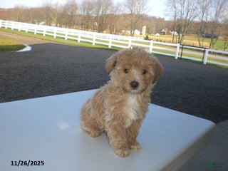 Yorkiepoo dogs Andre - Ad 28