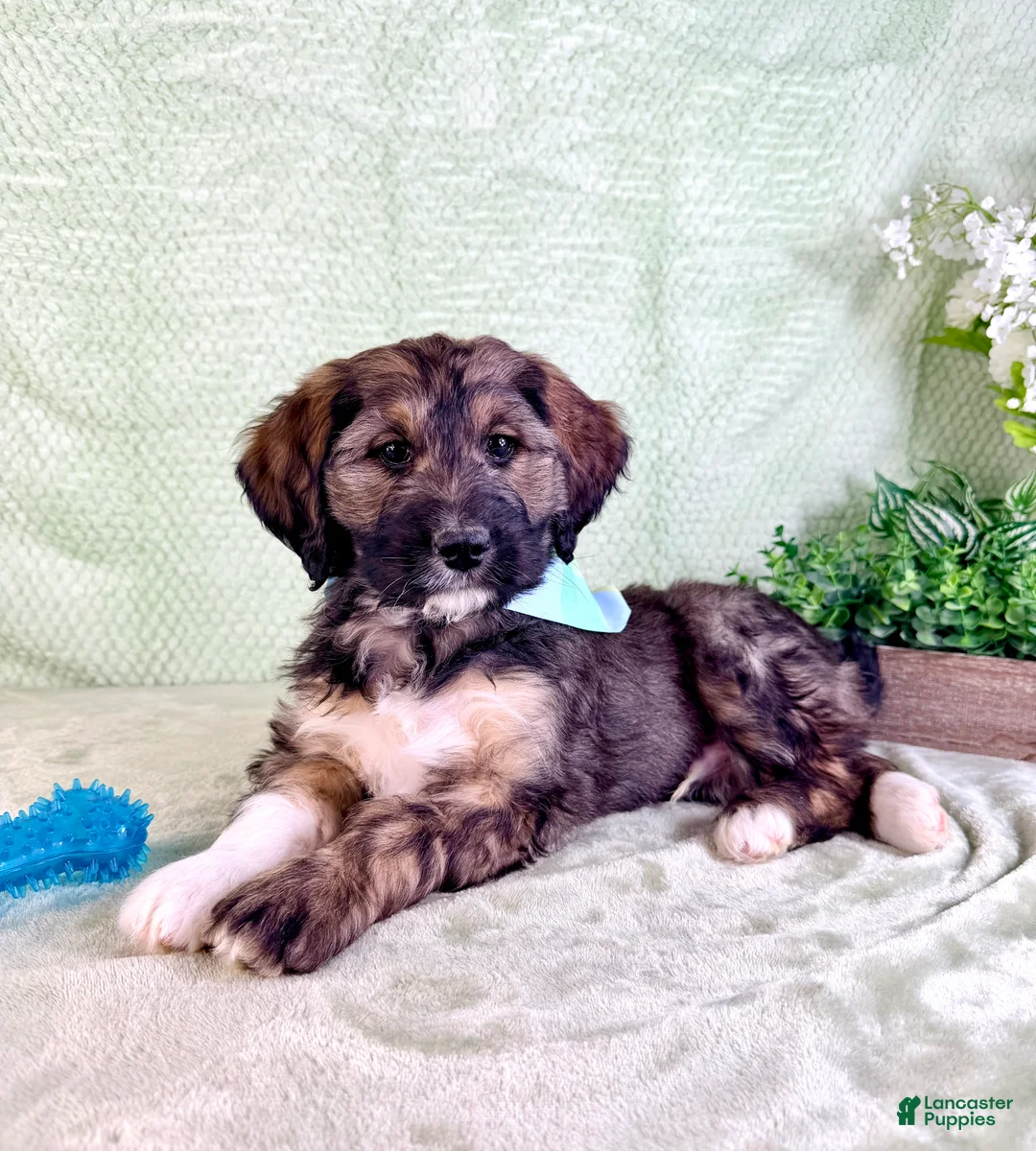 Bernedoodle dogs for sale: Linus - Ad 1