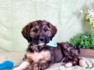 Bernedoodle dogs Linus - Ad 29