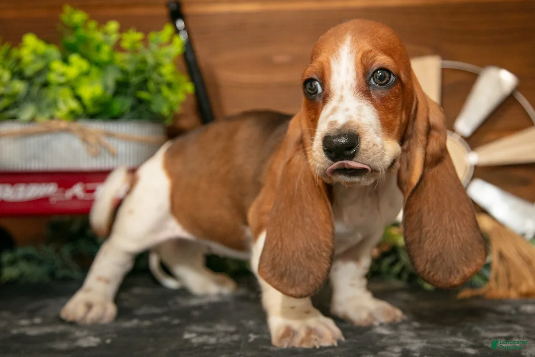 Basset Hound dogs for sale: Lily - Ad 3