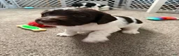 Mixed Breed dogs for sale: Mixed Breed 2 - Ad 2