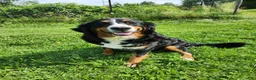 Bernese Mountain Dog dogs for sale: Roxy - Ad 13