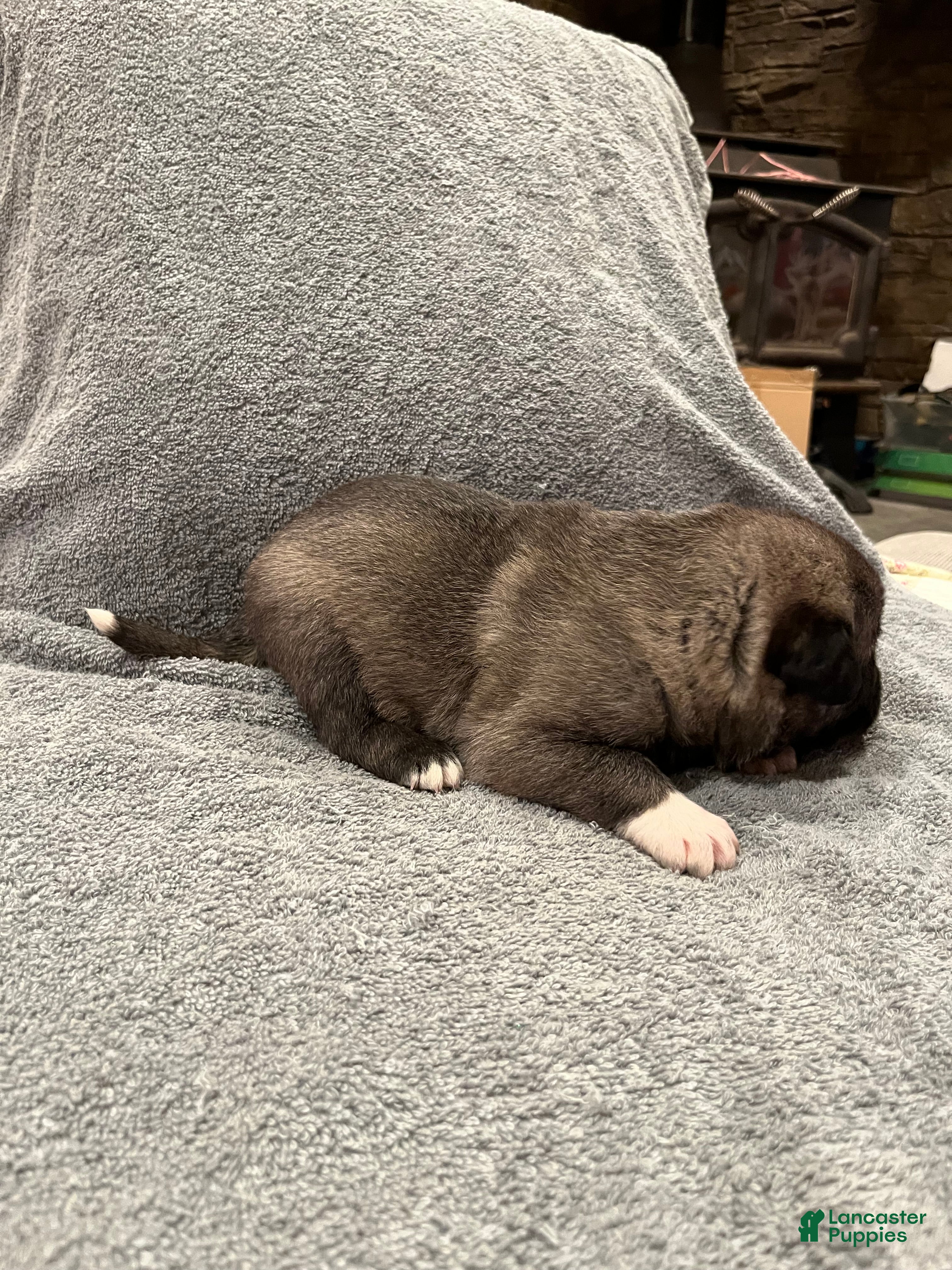 Mixed Breed dogs Boy- Blue - Ad 2