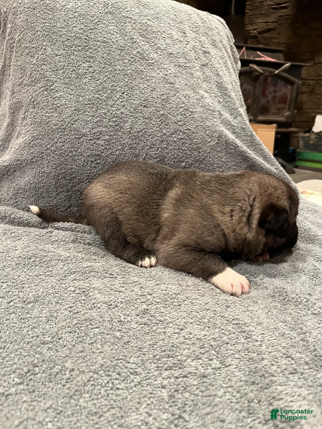 Mixed Breed dogs for sale: Boy- Blue - Ad 2